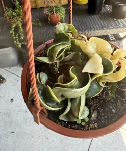 Hoya Rope Variegated Live Plant - Unique Indoor Houseplant - Image 4