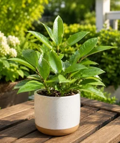 Hoya Sunrise Live Succulent Plant – 4-8 Inch Tall – Indoor/Outdoor Home Garden - Image 7