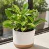 Hoya Sunrise Live Succulent Plant – 4-8 Inch Tall – Indoor/Outdoor Home Garden - Image 1
