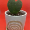 Hoya Wax Plant Live Houseplant – Indoor Tropical Climbing Vine - Image 1