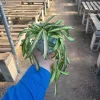 Hoya Wayetii Tricolor Live Plant – Variegated Hoya Kentiana Wax Plant – Indoor Houseplant – 2in or 4in Pot - Image 1