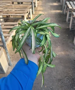 Hoya Wayetii Tricolor Live Plant – Variegated Hoya Kentiana Wax Plant – Indoor Houseplant – 2in or 4in Pot - Image 1