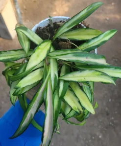 Hoya Wayetii Tricolor Live Plant – Variegated Hoya Kentiana Wax Plant – Indoor Houseplant – 2in or 4in Pot - Image 2