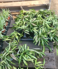 Hoya Wayetii Tricolor Live Plant – Variegated Hoya Kentiana Wax Plant – Indoor Houseplant – 2in or 4in Pot - Image 3