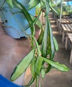 Hoya Wayetii Tricolor Live Plant – Variegated Hoya Kentiana Wax Plant – Indoor Houseplant – 2in or 4in Pot - Image 4