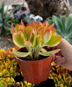 Hummel's Sunset Golden Jade Live Plant - Crassula Ovata - 4 inch Pot - Colorful Houseplant - Image 2