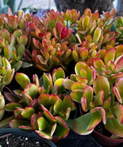 Hummel's Sunset Golden Jade Live Plant - Crassula Ovata - 4 inch Pot - Colorful Houseplant - Image 3