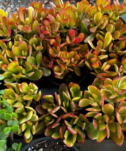 Hummel's Sunset Golden Jade Live Plant - Crassula Ovata - 4 inch Pot - Colorful Houseplant - Image 4