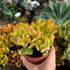 Hummel's Sunset Golden Jade Live Plant - Crassula Ovata - 4 inch Pot - Colorful Houseplant - Image 1