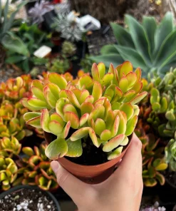 Hummel's Sunset Golden Jade Live Plant - Crassula Ovata - 4 inch Pot - Colorful Houseplant - Image 1