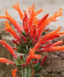 Hummingbird Plant Dicliptera suberecta Live Plant 3.5 Inch Pot - Image 2