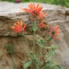 Hummingbird Plant Dicliptera suberecta Live Plant 3.5 Inch Pot - Image 1