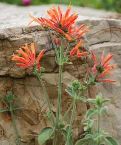 Hummingbird Plant Dicliptera suberecta Live Plant 3.5 Inch Pot - Image 1