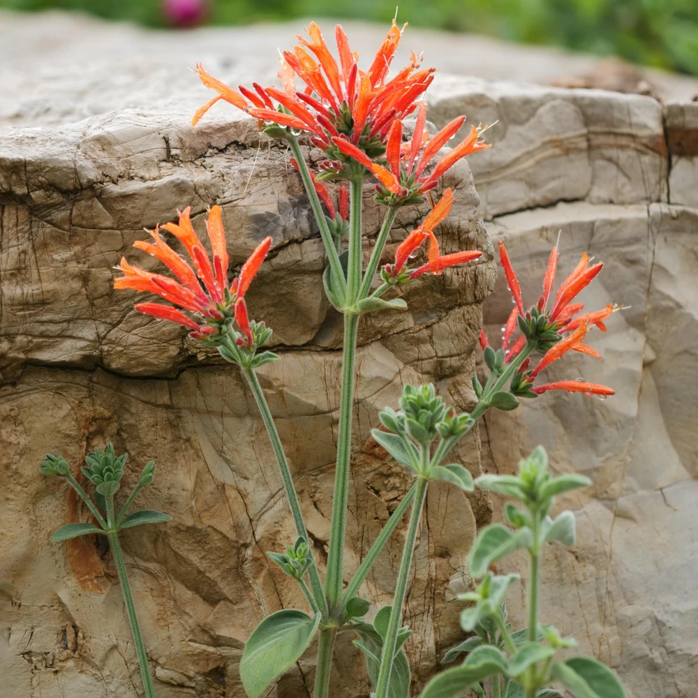Hummingbird Plant Dicliptera suberecta Live Plant 3.5 Inch Pot - Image 1