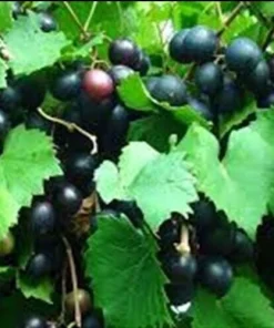 Hunt Muscadine Live Grape Vine Plant - 1-2 Yr Old - Outdoor Edible Fruit - Image 2