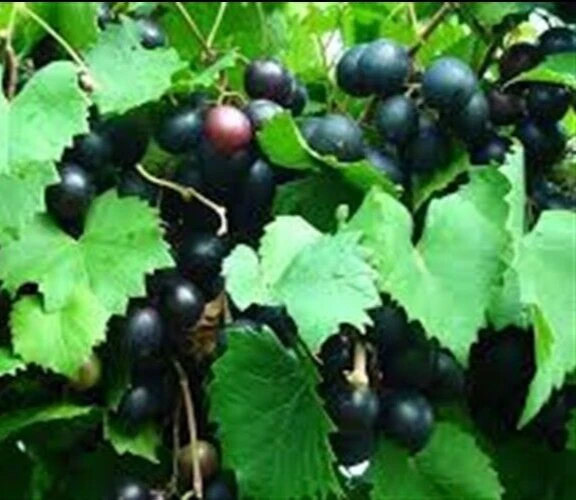 Hunt Muscadine Live Grape Vine Plant - 1-2 Yr Old - Outdoor Edible Fruit - Image 2
