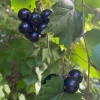 Hunt Muscadine Live Grape Vine Plant - 1-2 Yr Old - Outdoor Edible Fruit - Image 1