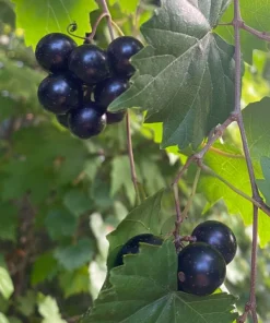 Hunt Muscadine Live Grape Vine Plant - 1-2 Yr Old - Outdoor Edible Fruit - Image 1