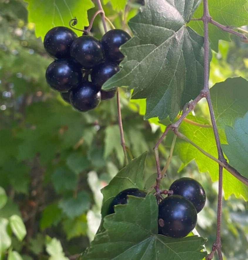 Hunt Muscadine Live Grape Vine Plant - 1-2 Yr Old - Outdoor Edible Fruit - Image 1