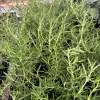 Huntington Carpet Weeping Rosemary Live Plant - 3.5 Inch Pot - Outdoor - Image 1