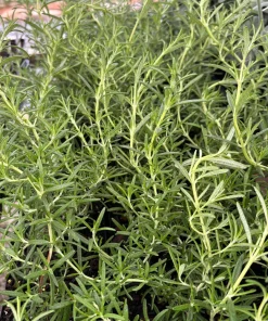 Huntington Carpet Weeping Rosemary Live Plant - 3.5 Inch Pot - Outdoor - Image 1