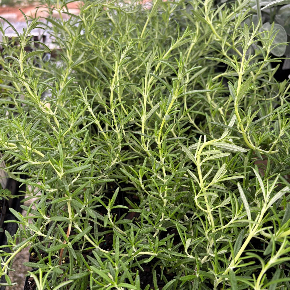 Huntington Carpet Weeping Rosemary Live Plant - 3.5 Inch Pot - Outdoor - Image 1