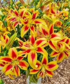 Hybrid Lily Flower Bulbs - 2 Large Bulbs 7-8" Blooms - Outdoor Perennial - Image 2