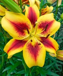 Hybrid Lily Flower Bulbs - 2 Large Bulbs 7-8