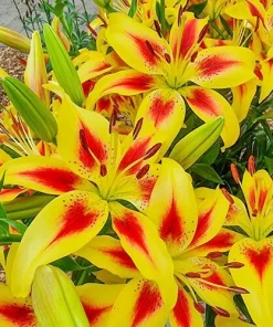 Hybrid Lily Flower Bulbs - 2 Large Bulbs 7-8