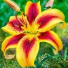 Hybrid Lily Flower Bulbs - 2 Large Bulbs 7-8" Blooms - Outdoor Perennial - Image 1