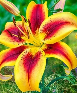 Hybrid Lily Flower Bulbs - 2 Large Bulbs 7-8" Blooms - Outdoor Perennial - Image 1