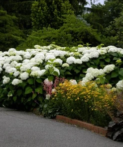Hydrangea Annabelle Live Starter Plant Ships in Pot, Native Hydrangea, White Flowering Shrub - Image 2