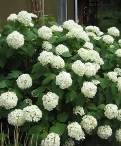Hydrangea Annabelle Live Starter Plant Ships in Pot, Native Hydrangea, White Flowering Shrub - Image 3