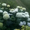 Hydrangea Annabelle Live Starter Plant Ships in Pot, Native Hydrangea, White Flowering Shrub - Image 1