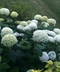 Hydrangea Annabelle Live Starter Plant Ships in Pot, Native Hydrangea, White Flowering Shrub - Image 1