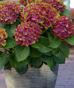 Hydrangea Live Plant - Flowering Shrub for Garden & Landscape - Image 2