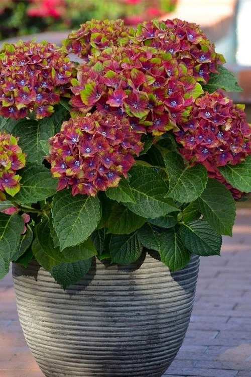 Hydrangea Live Plant - Flowering Shrub for Garden & Landscape - Image 2