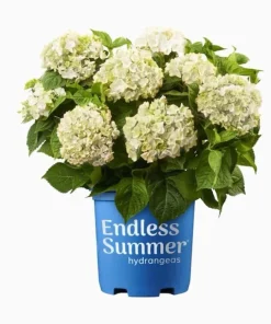 Hydrangea Live Plant - Flowering Shrub for Garden & Landscape - Image 3