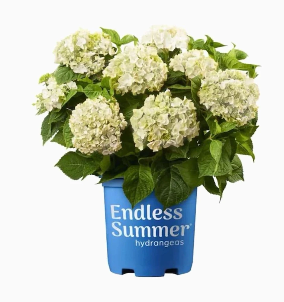 Hydrangea Live Plant - Flowering Shrub for Garden & Landscape - Image 3