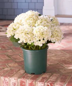 Hydrangea Live Plant - Flowering Shrub for Garden & Landscape - Image 4