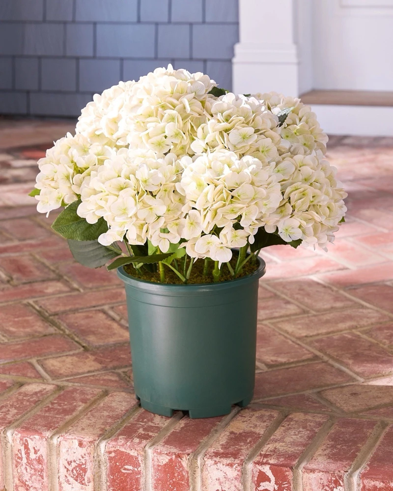 Hydrangea Live Plant - Flowering Shrub for Garden & Landscape - Image 4