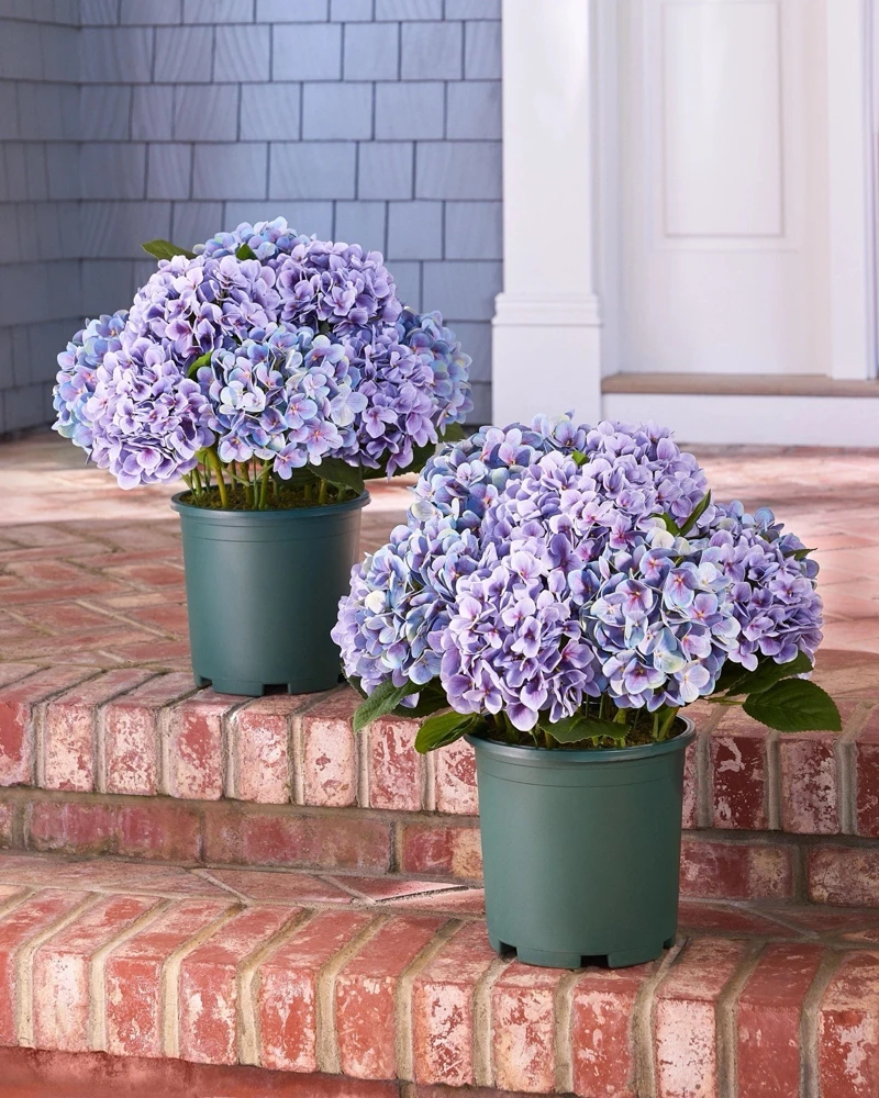 Hydrangea Live Plant - Flowering Shrub for Garden & Landscape - Image 5