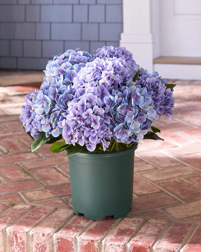 Hydrangea Live Plant - Flowering Shrub for Garden & Landscape - Image 6