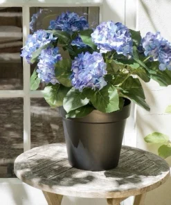 Hydrangea Live Plant - Flowering Shrub for Garden & Landscape - Image 7