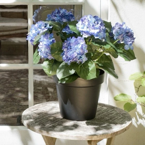 Hydrangea Live Plant - Flowering Shrub for Garden & Landscape - Image 7