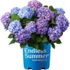 Hydrangea Live Plant - Flowering Shrub for Garden & Landscape - Image 1