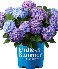 Hydrangea Live Plant - Flowering Shrub for Garden & Landscape - Image 1