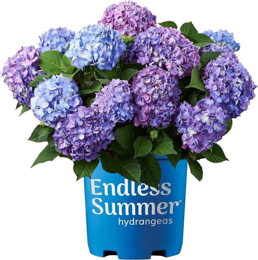 Hydrangea Live Plant - Flowering Shrub for Garden & Landscape - Image 1