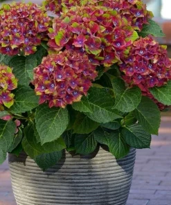 Hydrangea Macrophylla Live Plant - Flowering Shrub in Nursery Pot - Image 2