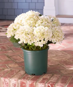 Hydrangea Macrophylla Live Plant - Flowering Shrub in Nursery Pot - Image 4